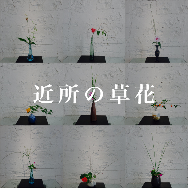 近所の草花